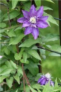 5208bacf-IMG_7078 klimatis.jpg